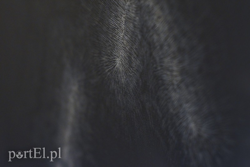 Galeria naznaczona BliSnami zdjęcie nr 170431