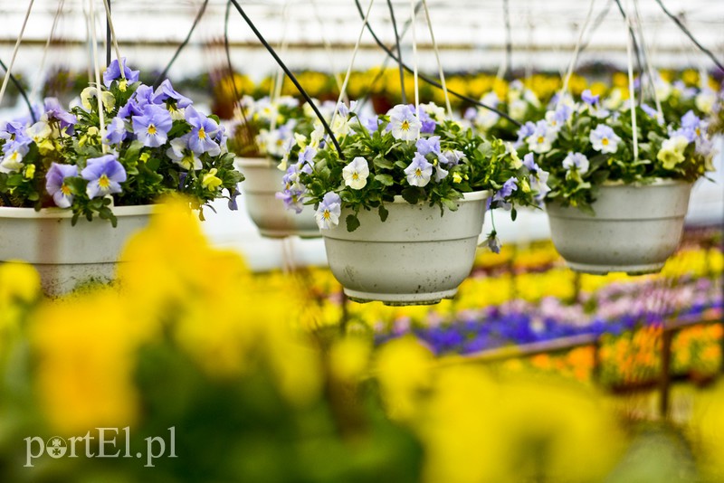 Dajmy im więcej światła, a odwdzięczą się zdjęcie nr 171810