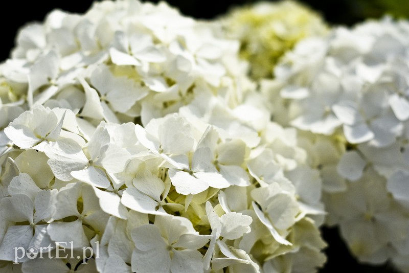 Dajmy im więcej światła, a odwdzięczą się zdjęcie nr 171806