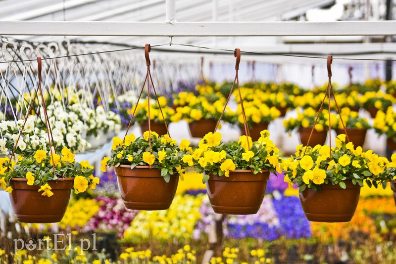 Dajmy im więcej światła, a odwdzięczą się zdjęcie nr 171814