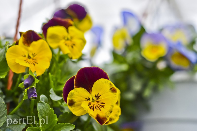 Dajmy im więcej światła, a odwdzięczą się zdjęcie nr 171816