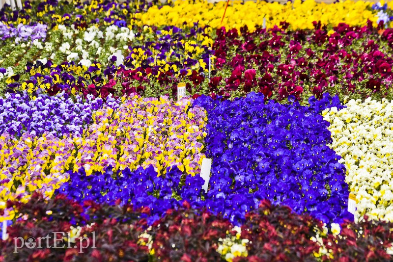 Dajmy im więcej światła, a odwdzięczą się zdjęcie nr 171825