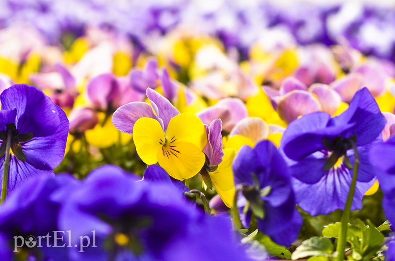 Dajmy im więcej światła, a odwdzięczą się zdjęcie nr 171821