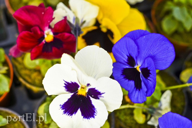 Dajmy im więcej światła, a odwdzięczą się zdjęcie nr 171822