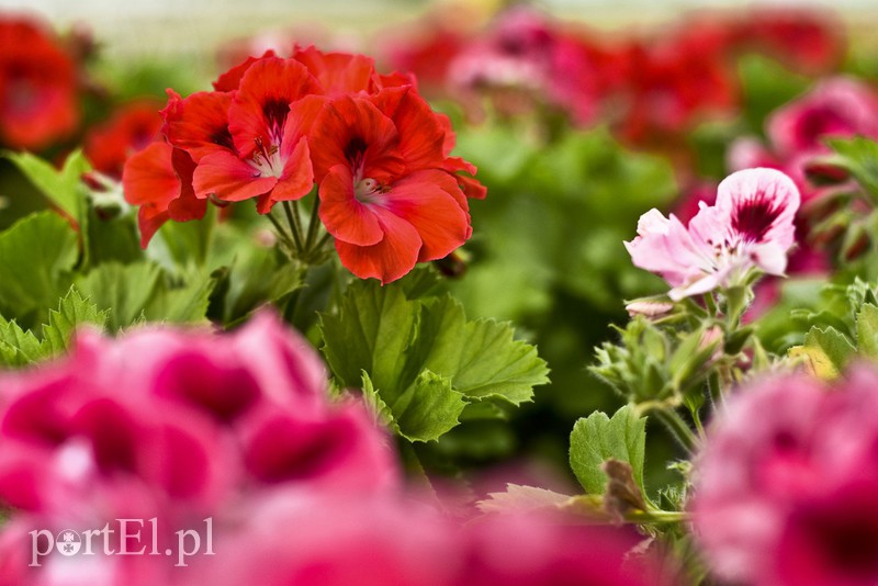 Dajmy im więcej światła, a odwdzięczą się zdjęcie nr 171809