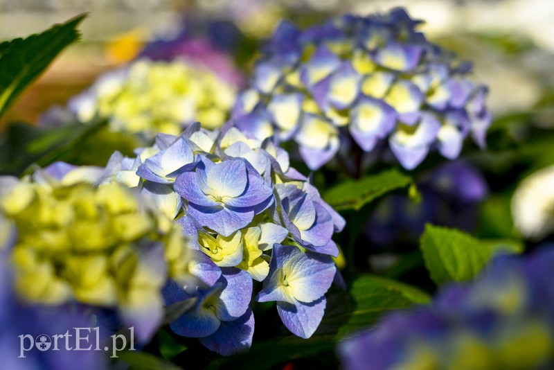 Dajmy im więcej światła, a odwdzięczą się zdjęcie nr 171801