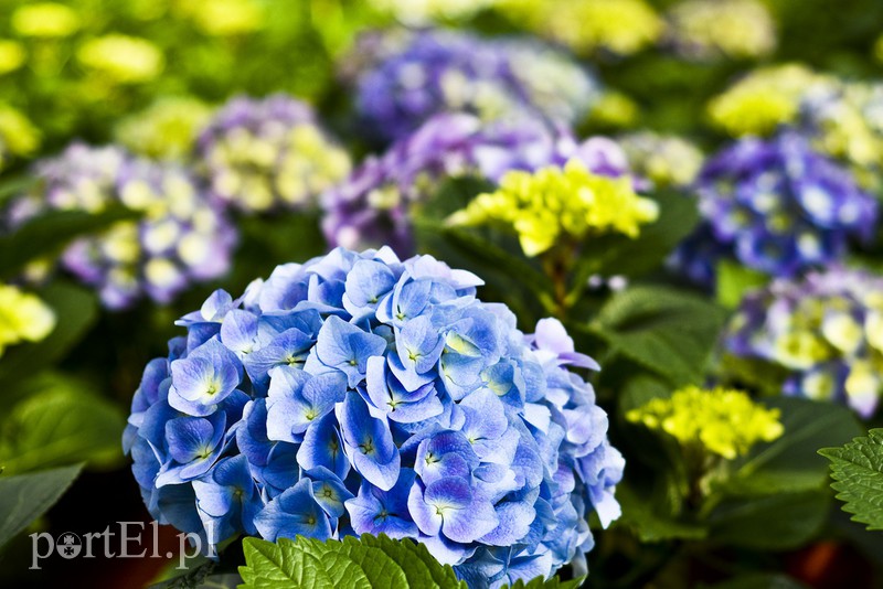 Dajmy im więcej światła, a odwdzięczą się zdjęcie nr 171804