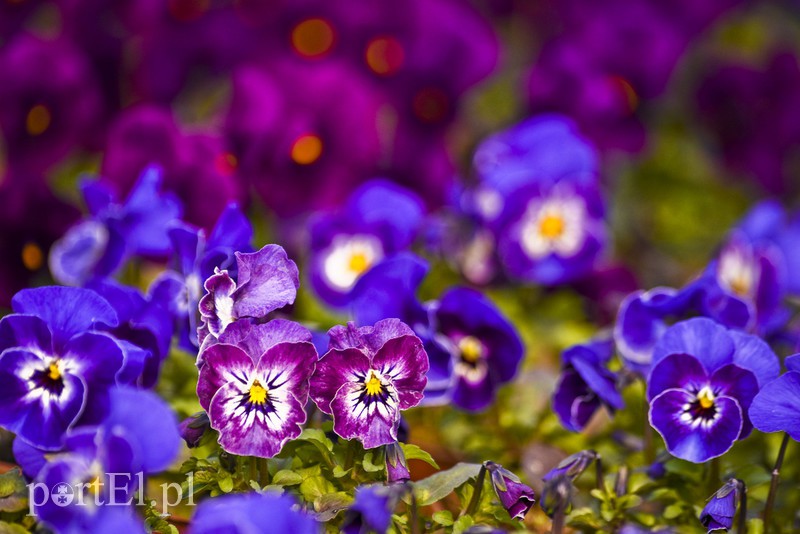 Dajmy im więcej światła, a odwdzięczą się zdjęcie nr 171824