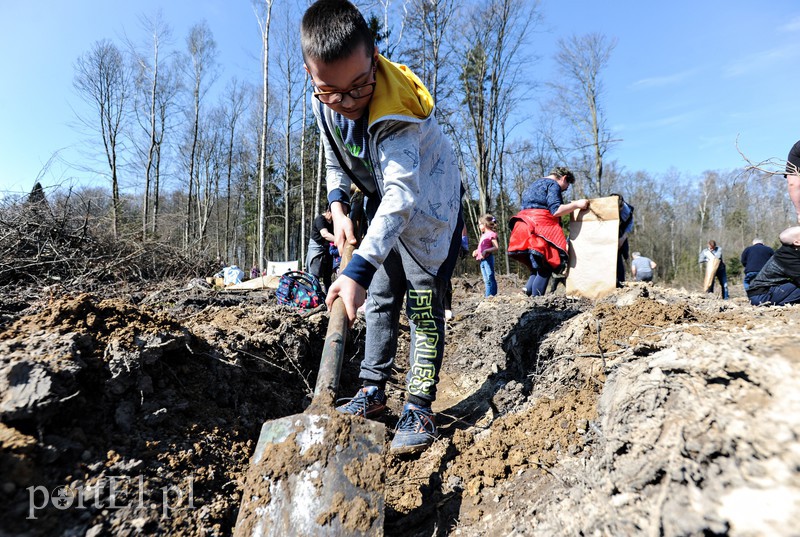Zasadzili dwa tysiące nowych drzew zdjęcie nr 173131