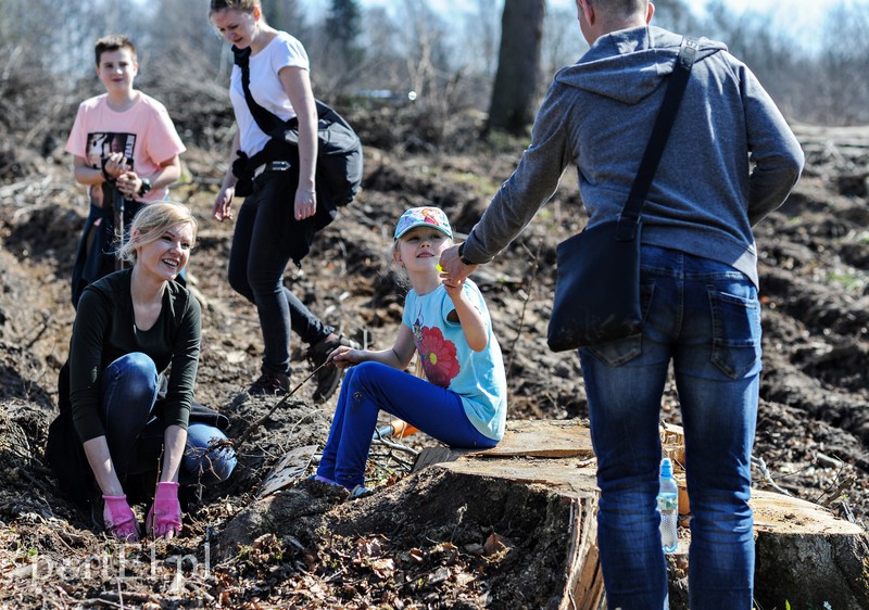 Zasadzili dwa tysiące nowych drzew zdjęcie nr 173141
