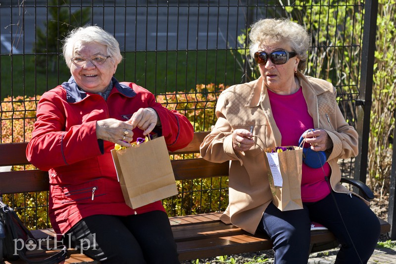 Bratki na Dzień Ziemi zdjęcie nr 173543