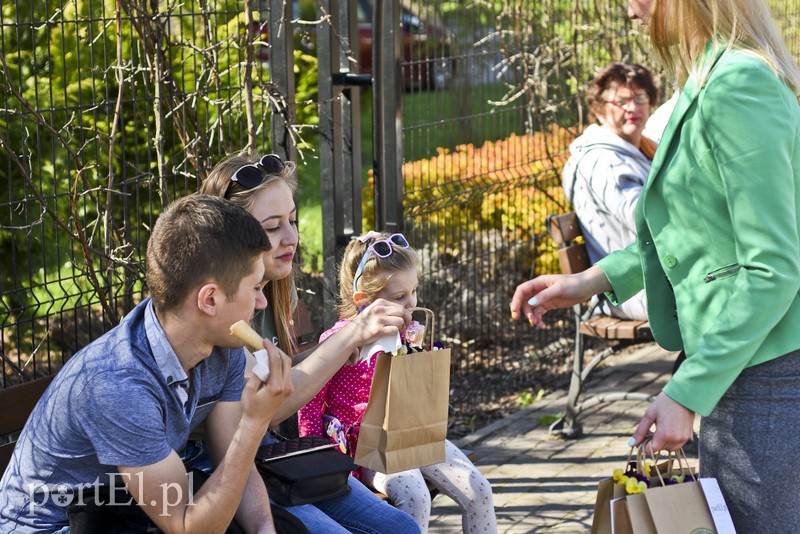 Bratki na Dzień Ziemi zdjęcie nr 173542
