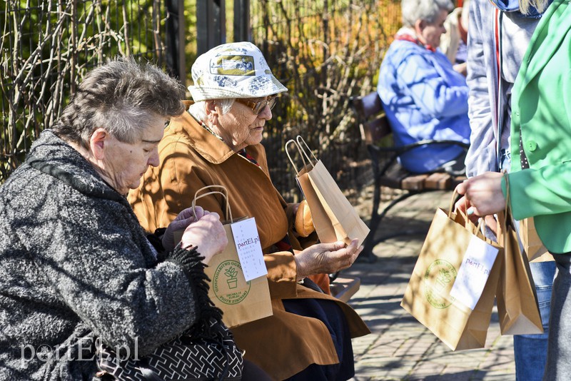 Bratki na Dzień Ziemi zdjęcie nr 173550