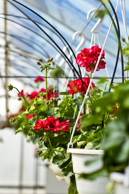 W ogrodzie wygrywają cierpliwi zdjęcie nr 173712