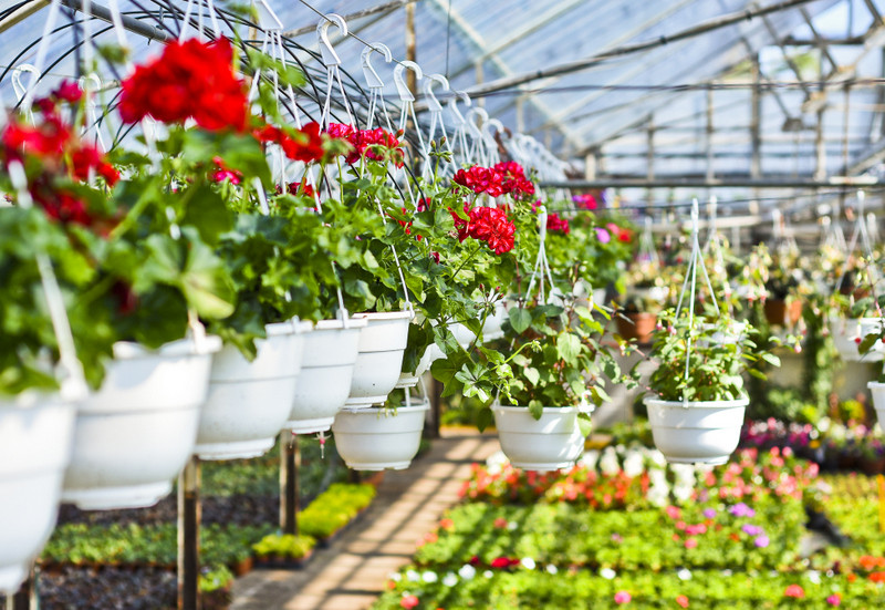 Elbląg W ogrodzie wygrywają cierpliwi