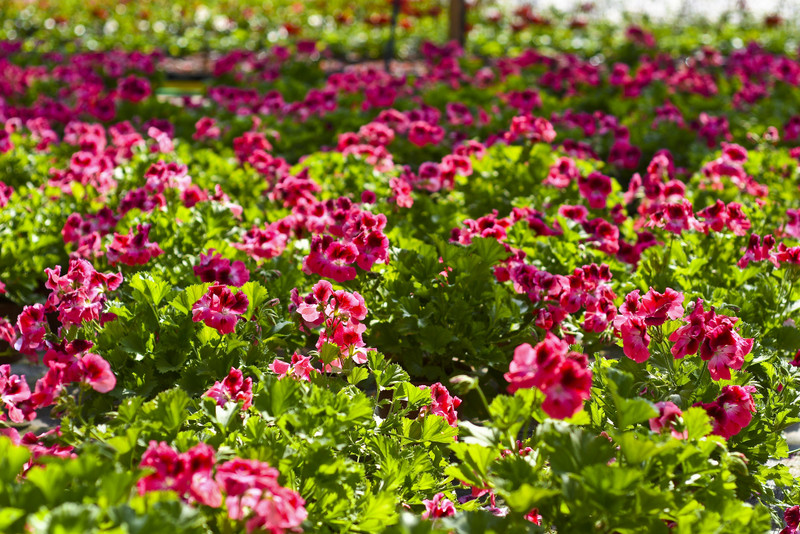 W ogrodzie wygrywają cierpliwi zdjęcie nr 173704