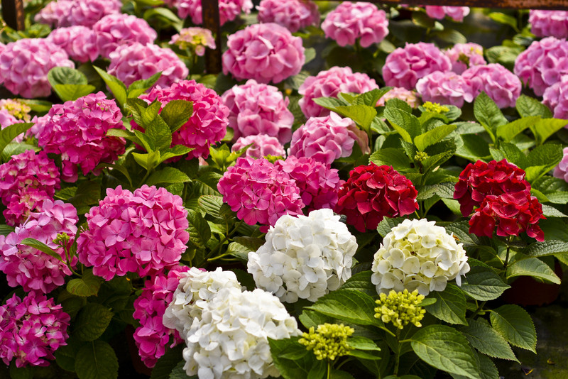 W ogrodzie wygrywają cierpliwi zdjęcie nr 173729