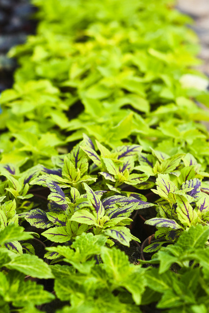 W ogrodzie wygrywają cierpliwi zdjęcie nr 173718