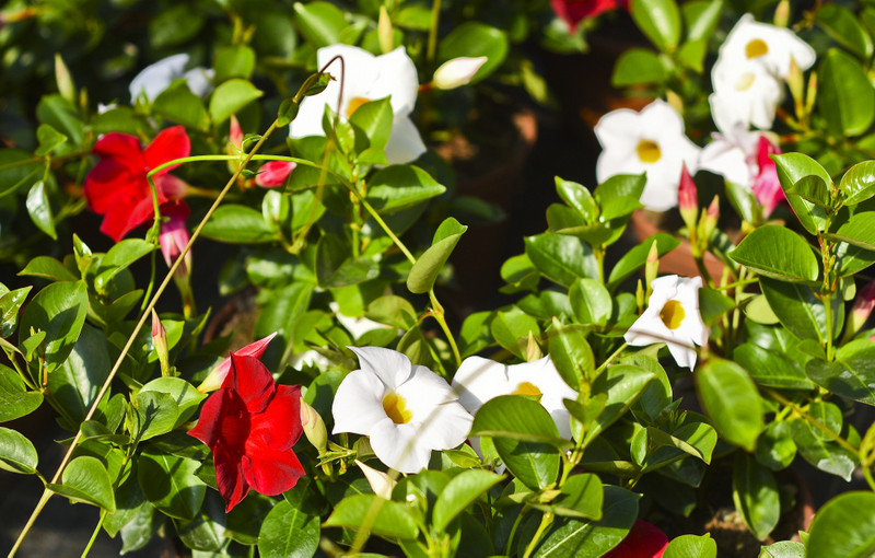 W ogrodzie wygrywają cierpliwi zdjęcie nr 173705