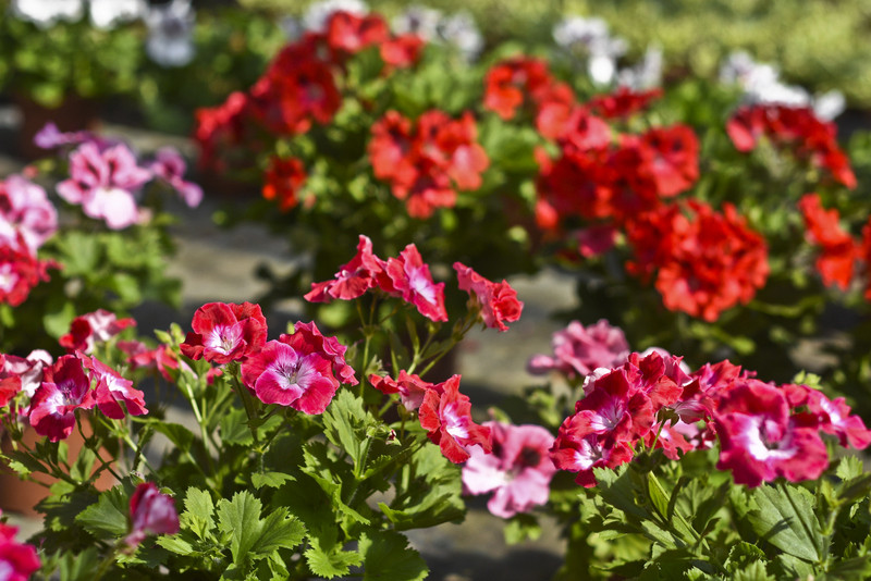 W ogrodzie wygrywają cierpliwi zdjęcie nr 173711