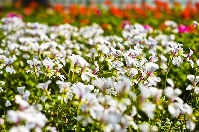 W ogrodzie wygrywają cierpliwi zdjęcie nr 173707