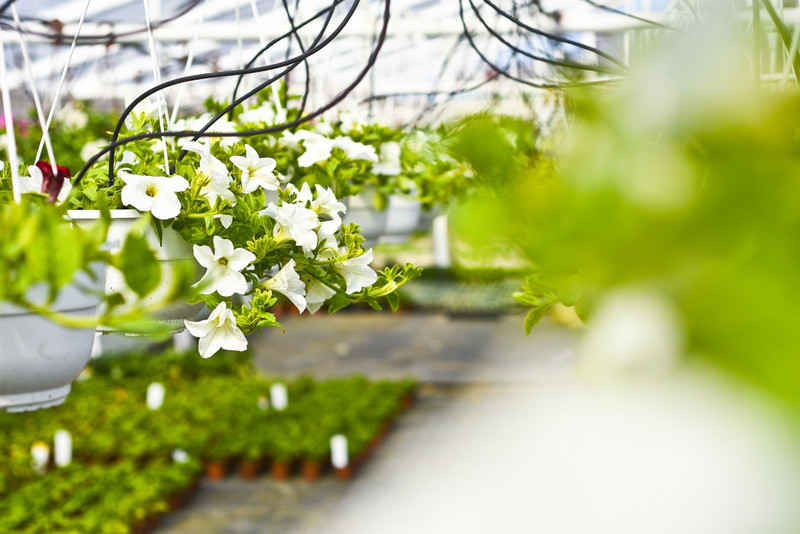 W ogrodzie wygrywają cierpliwi zdjęcie nr 173723