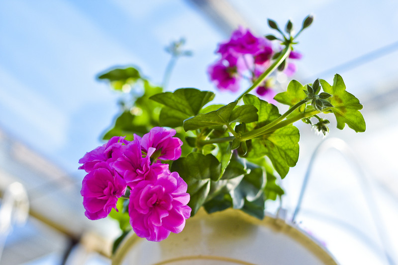 W ogrodzie wygrywają cierpliwi zdjęcie nr 173713