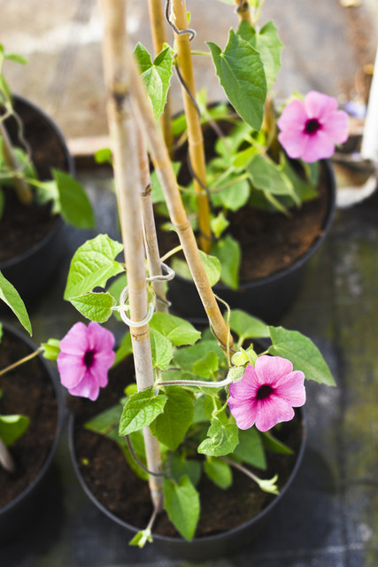 W ogrodzie wygrywają cierpliwi zdjęcie nr 173727