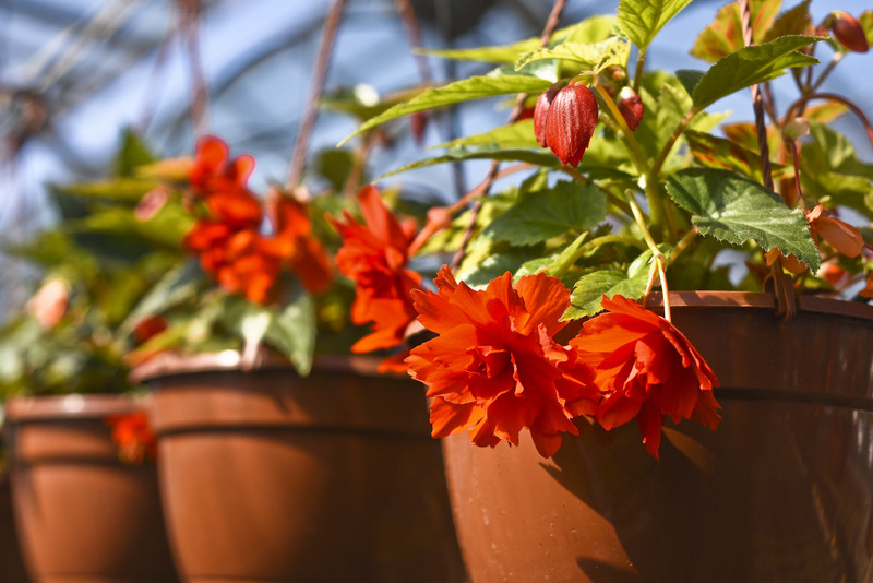 W ogrodzie wygrywają cierpliwi zdjęcie nr 173714