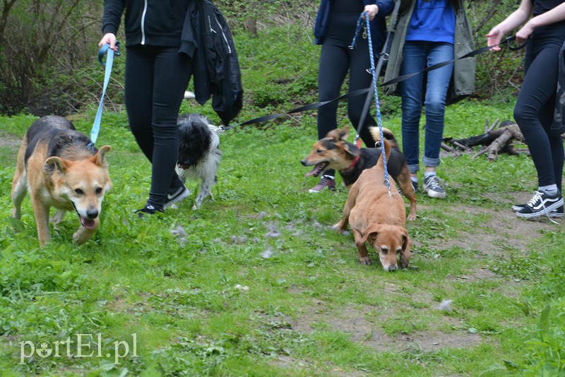 Bieg na 6 łap zdjęcie nr 174280