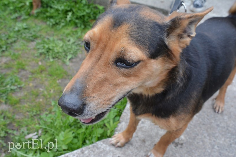 Bieg na 6 łap zdjęcie nr 174281