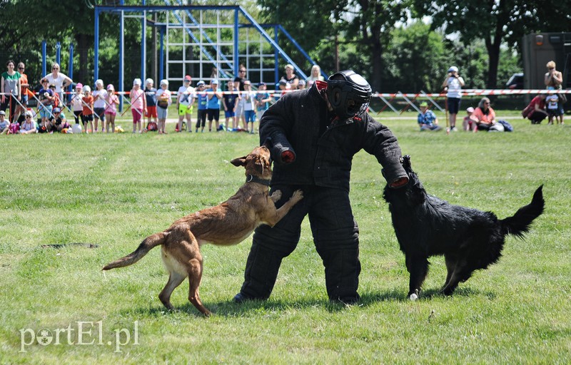 Pokazy, atrakcje i mundury zdjęcie nr 174980