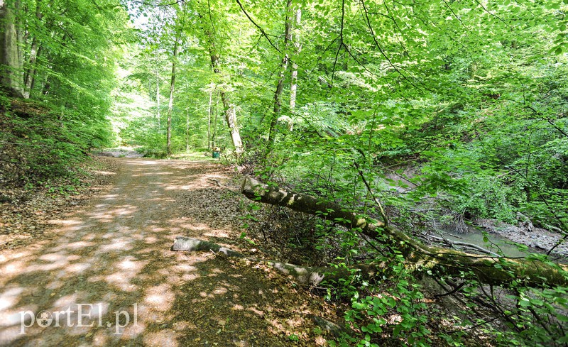 Co dalej z Bażantarnią zdjęcie nr 175231