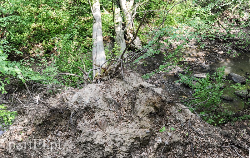 Co dalej z Bażantarnią zdjęcie nr 175237