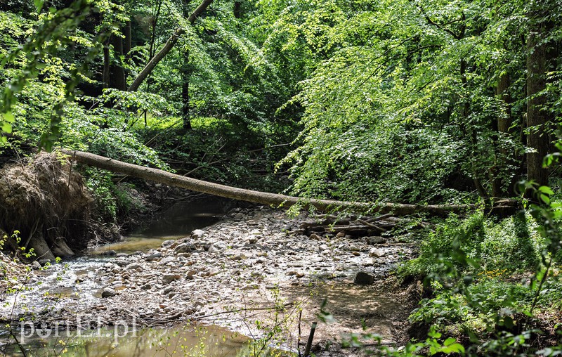 Co dalej z Bażantarnią zdjęcie nr 175240