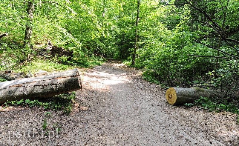 Co dalej z Bażantarnią zdjęcie nr 175236