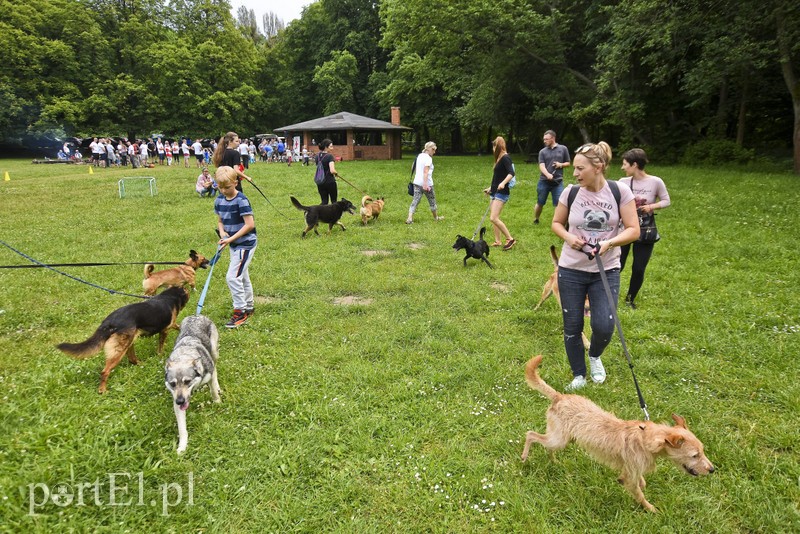 Mamy pomysł na bieg na sześć łap zdjęcie nr 176003