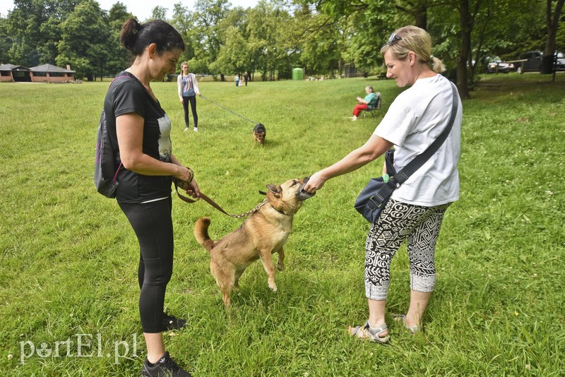 Mamy pomysł na bieg na sześć łap zdjęcie nr 176001