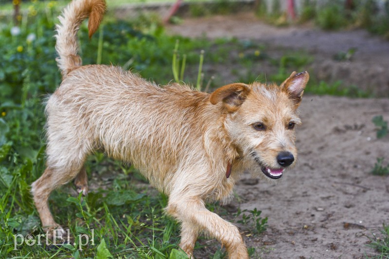 Galeria pod psem i kotem (Odc.3) zdjęcie nr 176178
