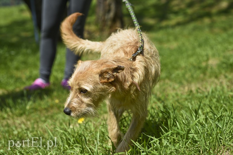 Galeria pod psem i kotem (Odc.3) zdjęcie nr 176173