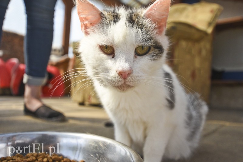 Galeria pod psem i kotem (Odc.3) zdjęcie nr 176182