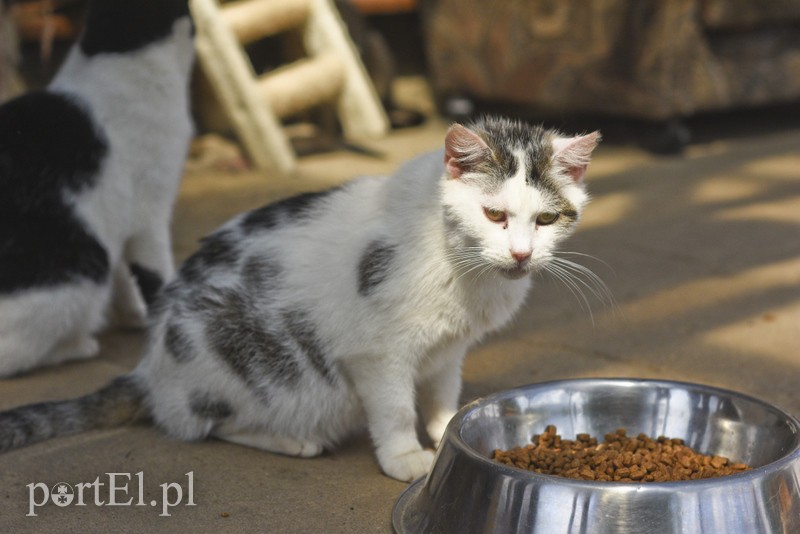 Galeria pod psem i kotem (Odc.3) zdjęcie nr 176179