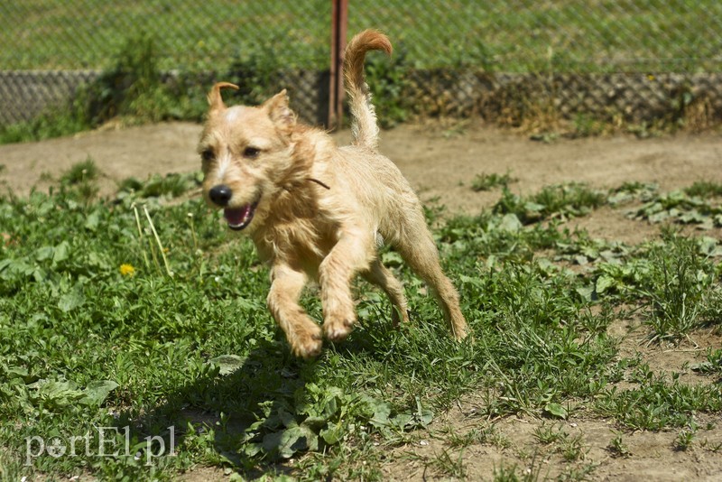 Galeria pod psem i kotem (Odc.3) zdjęcie nr 176176