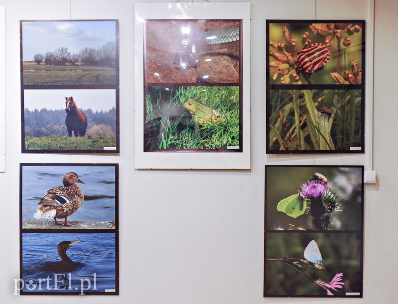 Zdjęcia przyrody na urodziny zdjęcie nr 176602