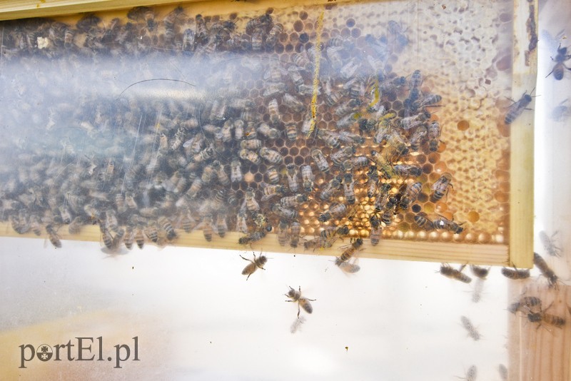 Ci, którym na widok samolotów serce bije szybciej byli dziś w "siódmym niebie" zdjęcie nr 177534