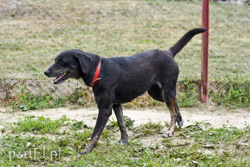 Galeria pod psem i kotem (Odc.7) zdjęcie nr 178801