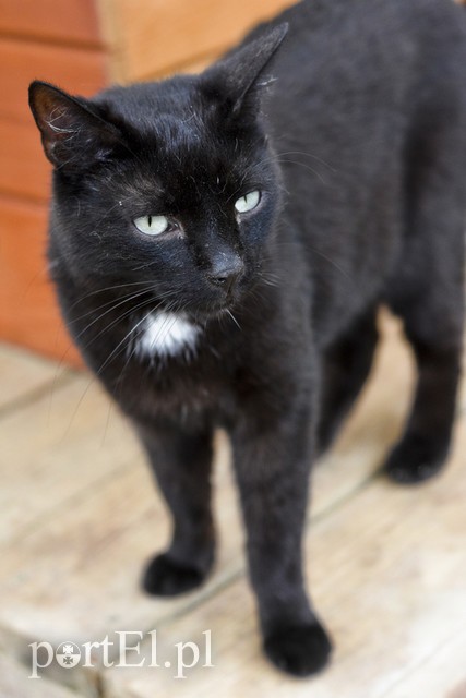 Galeria pod psem i kotem (Odc.7) zdjęcie nr 178810