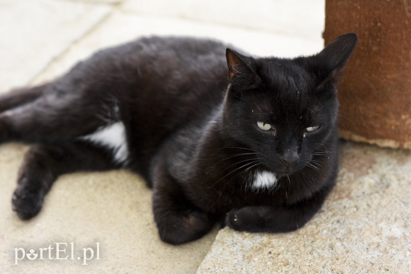 Galeria pod psem i kotem (Odc.7) zdjęcie nr 178805