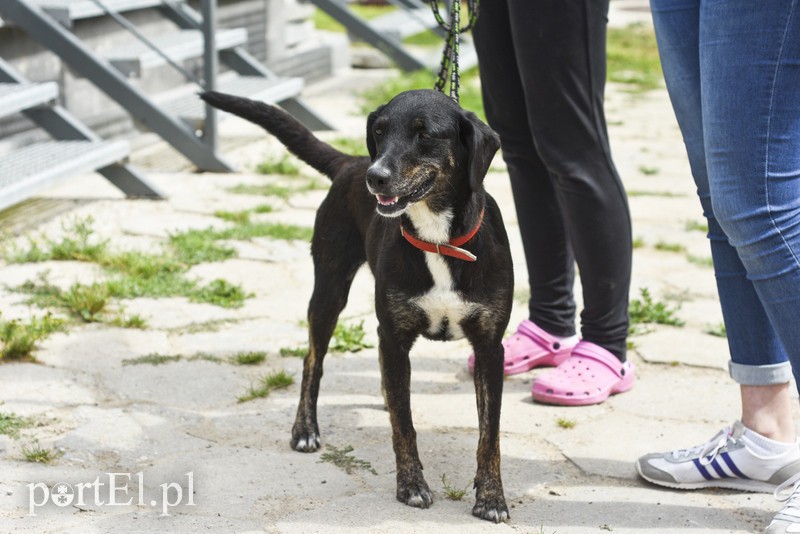 Galeria pod psem i kotem (Odc.7) zdjęcie nr 178799