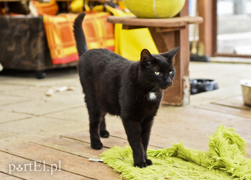 Galeria pod psem i kotem (Odc.7) zdjęcie nr 178807